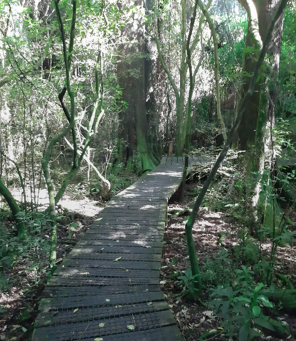 Sunlit forest boardwalk winding through verdant trees